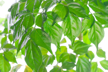Fototapeta na wymiar Green beautiful leaves
