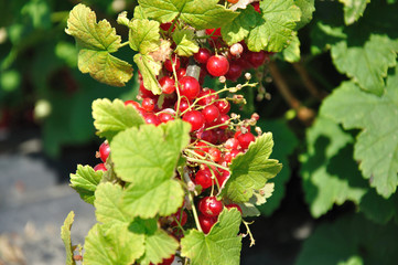 Groseilles rouges mûres