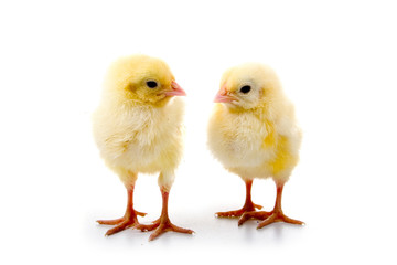 Yellow chickens