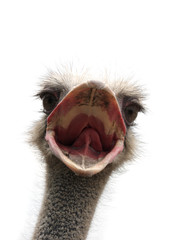 ostrich with open beak