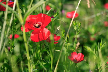 Obraz premium Papaver rhoeas