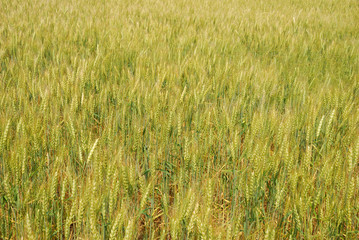 Wheat field