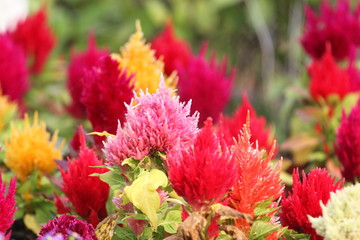 celosia