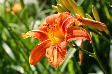 Lilie © Christian Palent