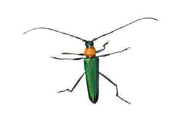 Capricorn beetle (Cerambycidae) 8