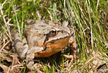 Frog 9
