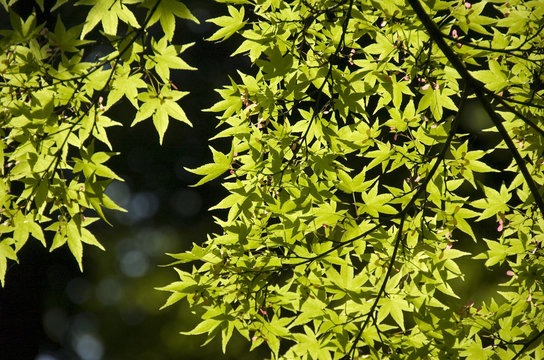 青紅葉 Images Browse 2 926 Stock Photos Vectors And Video Adobe Stock