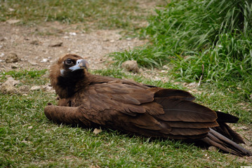 Vulture