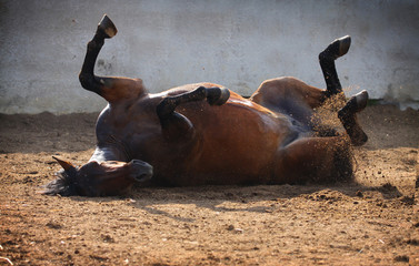 horse rolling