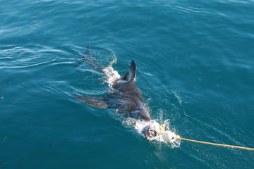 Fototapeta premium requin blanc