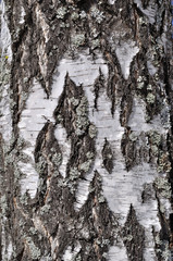 Old rough birch bark background