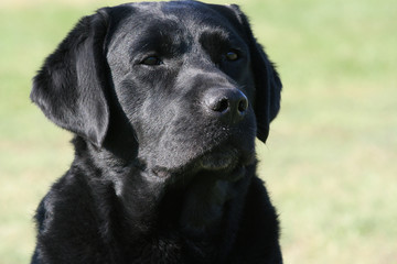 face of labrador retriever