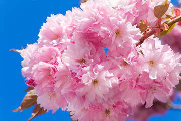 Pink Cherry blossom