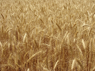 wheat field fragment