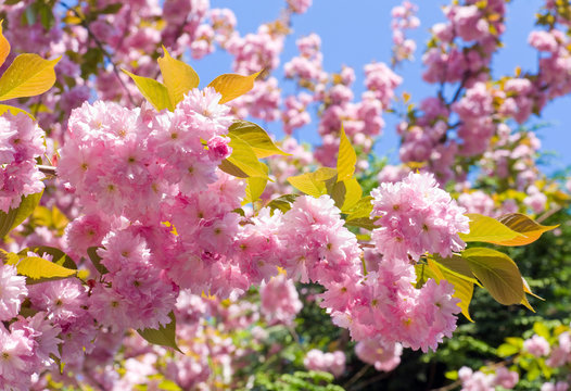 Pink Cherry blossom