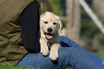 jeune labrador sur les jambes de son maître