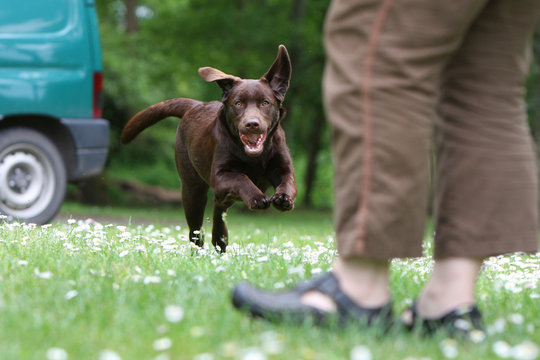 exercice de rappel du labrador retriever