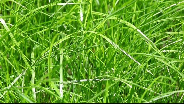 New fresh green garden grass flapping in the wind