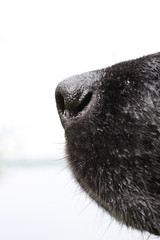 nez d'un chien en gros plan