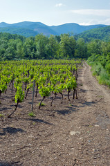 Fototapeta na wymiar Vines growing in a vineyard in France