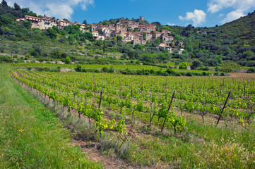 Fototapeta na wymiar Winnice rosnące w regionie Chinian św Francji