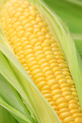 corn