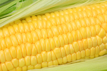 corn