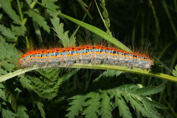 Mondvogelraupe / Buff-tip (Phalera bucephala) - Caterpillar
