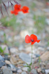 Fototapeta premium Poppy flower growing in gravel in France