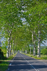 Plane trees lining a road in rural France