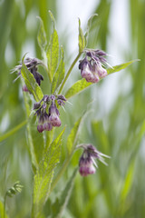 Comfrey