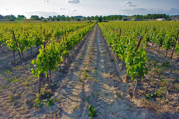 Fototapeta na wymiar Vineyard in the Languedoc