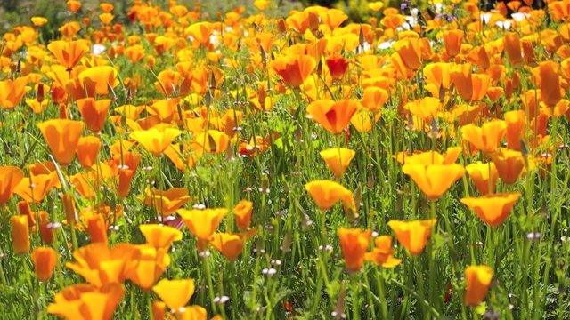 Bl&uuml;tenmeer - Californischer Mohn