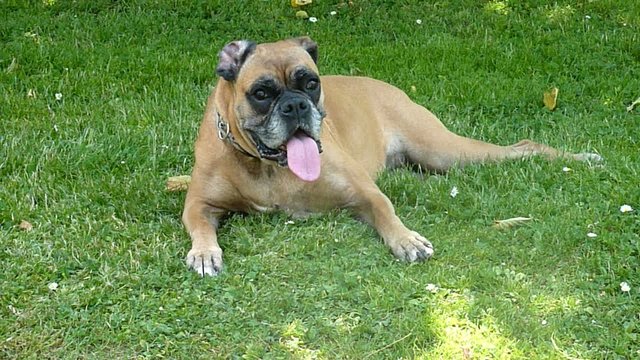 chien qui a chaud