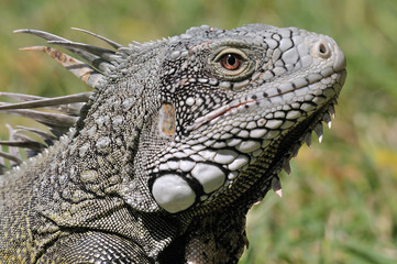 Fototapeta premium Curacao-Leguan