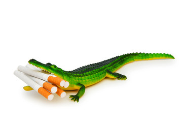 Crocodile with cigarettes isolated on white