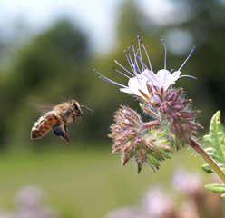 Biene im Anflug