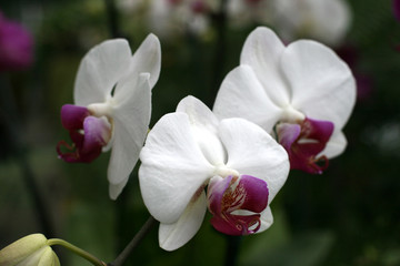 Fototapeta na wymiar Orchids