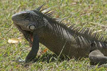 Curacao-Leguan