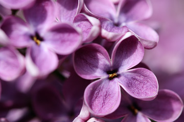 flowers of lilac by a large plan