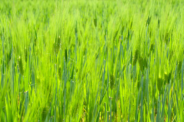 Obraz premium Green barley shot