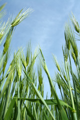 Tilt-up view of a field of wheat
