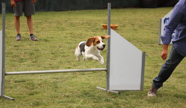 Agility dog