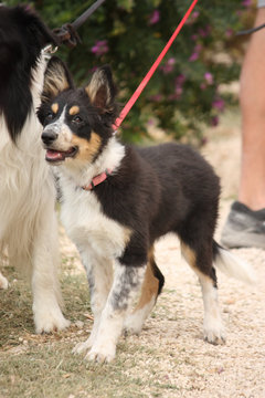 Border Collie