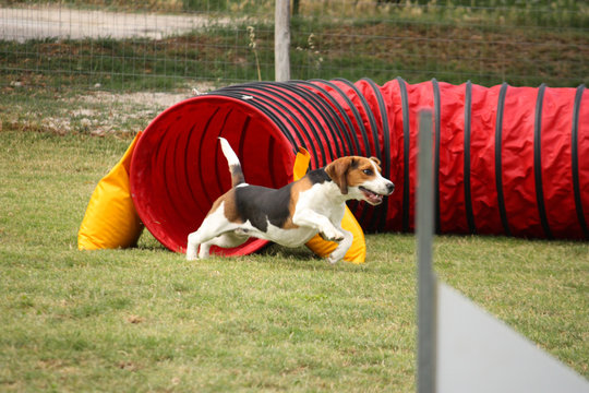 Agility dog