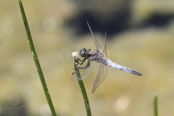 Libellule posée (Orthetrum cancellatum)