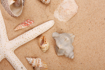 shells on the beach