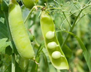 pods of green peas