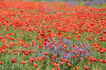 coquelicots 4