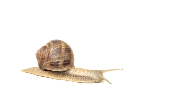 HD of snail crawling on the white background